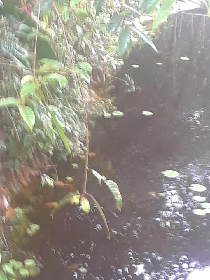 Residential land with creek for sale in Guyana Guyana Real Estate